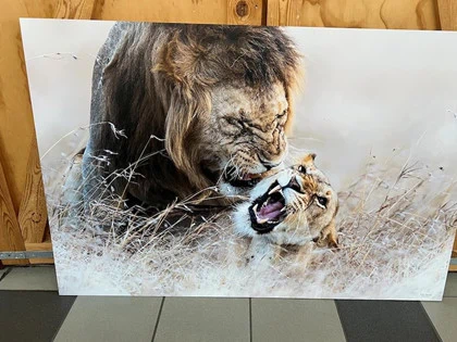 13. Lion (135 * 90 cm) Fotograf: Tom Dyring 