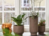 Tre potteplanter i brune potter med struktur står på et bord ved et vindue ved siden af en ravfarvet glaslysestage med et tændt stearinlys.