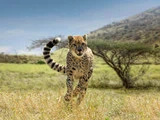 En gepard løber gennem en græsklædt savanne med et træ og en bjergskråning i baggrunden under en klar blå himmel.