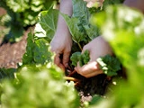 Hænder høster grønne grøntsager fra en have, omgivet af frodige, levende blade på en solrig dag.