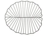 En rund bordskåner af metaltråd med en takket kant og jævnt fordelte radiale linjer, der ligner et stiliseret blad eller en muslingeskal.