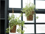 To flettede hængekurve fyldt med grønne vinlignende planter er ophængt foran store, sortindrammede vinduer, der lukker naturligt lys ind.