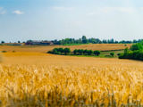 Gyldne hvedemarker strækker sig over et landligt landskab under en blå himmel med fjerne træer og landbrugsbygninger i horisonten.