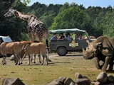 En safari-jeep med mennesker observerer en giraf, antiloper og et næsehorn i en dyrepark med grønne træer i baggrunden.