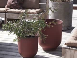 To plantekasser med planter på et trædæk. Den ene er en høj grå krukke, den anden er en kortere rød krukke med en frodig grøn plante.