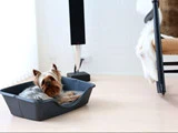 2Pak lille Wonderfold Hundekurven & Airflow hynden fra Coocoo Design 