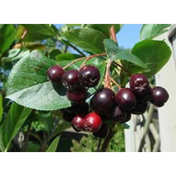 Et nærbillede af mørklilla aronia på en gren med grønne blade i sollys.