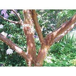 Nærbillede af et træ med glat, rødbrun, afskallet bark, omgivet af grønt løv og blomstrende hvide og lilla blomster i en have.