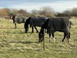 Tre heste iført dækkener græsser på en græsmark, adskilt af et hegn, med bladløse buske og en overskyet himmel i baggrunden.