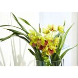 Gavekort á 200,- til Acacia Skjern