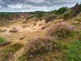 Et hedelandskab med pletter af blomstrende lilla lyng, græsklædte områder og grønne buske under en overskyet himmel.