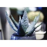 Gavekort á 200,- til Acacia Skjern