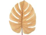 Et enkelt, stort, tørret monstera-blad i en lys brun farve, isoleret på en hvid baggrund.