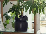 En bladgrøn plante i en struktureret mørk potte står på en glashylde, mens sollyset strømmer ind gennem et nærliggende vindue.