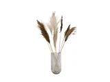 En klar, struktureret glasvase rummer flere stængler af tørret pampasgræs i beige og brune toner mod en hvid baggrund.