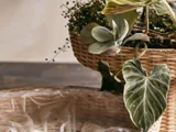 En flettet kurv fyldt med forskellige grønne stueplanter, herunder et hjerteformet blad, står ved siden af en tom kurv beklædt med plastik.