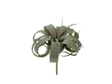 Nordiq, Kunstig, Tillandsia, Plante, Grøn, Dia:20 x L:22 cm
