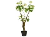 En potteplante med flere høje stængler, grønne blade og klynger af lysegrønne, hvide blomster på en hvid baggrund.