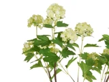 Grønne hortensiablomster med klynger af lysegrønne blomster og takkede grønne blade på flere stilke, sat mod en hvid baggrund.