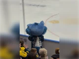 En blå maskot med en fluffy hale står ved siden af banen og kigger ud mod isen, mens ishockeyfans ser på og klapper på tribunen.