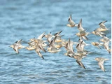En flok små strandfugle med brun og hvid fjerdragt flyver sammen over en blå vandmasse.