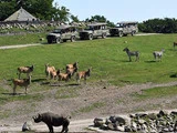 Safarikøretøjer med turister observerer en gruppe antiloper, zebraer og et næsehorn på en græsslette med træer og klipper i baggrunden.