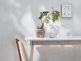 En potteplante og en dekorativ hvid skål står på et træbord mod en lys væg med indrammet botanisk kunst. Sollyset kaster bløde skygger på væggen.
