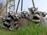 En gruppe ringhalede lemurer sidder tæt sammen i græsset, vendt mod kameraet med opmærksomme udtryk og markante orange øjne.