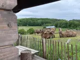 Fire kameler med lurvet pels hviler sig og græsser på et indhegnet græsareal ved siden af et træskur med grøn skov og overskyet himmel i baggrunden.