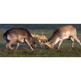 Årskort til Knuthenborg Safaripark