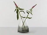 En klar glasvase med mørk bund rummer to langstilkede blomster med grønne blade og rosa-lilla kegleformede blomster mod en ensfarvet baggrund.