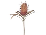 En enkelt tørret Banksia-blomst med bronzefarvede blade på en hvid baggrund.