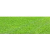 Plænegræs til ca 600 m2