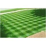 Plænegræs til ca 600 m2