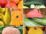 En collage af forskellige squash og kalebasser i forskellige former, størrelser og farver, herunder gule, grønne, orange og stribede varianter.