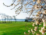 Et blomstrende træ med hvide blomster har udsigt over en grøn mark og en flod med fjerne træer under en klar blå himmel.