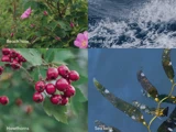 En collage med fire mærkede billeder: strandroseblomster, havsaltspray, tjørnbær og tang i vand.