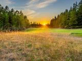 Solen går ned over en græseng omgivet af høje grønne træer og kaster et varmt, gyldent lys over landskabet.