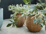 To grønne bladplanter i flettede, ovale kurve er placeret på en stenterrasse med andre potteplanter synlige i baggrunden.
