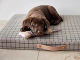 Milo ternet hundepude fra OYOY - H6,5 x L50 x W37 cm
