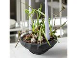 En sort skål med planter, to høje hvide stearinlys, grene, bark og tre små plettede æg, der er anbragt i jorden.