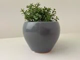 En lille grøn bladplante i en rund, blank grå keramikpotte står på en hvid flade mod en almindelig lys baggrund.