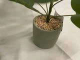 En grøn potteplante med små solbrune sten, der dækker jorden, placeret på en hvid stofoverflade.