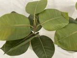 Nærbillede af en gummiplante (Ficus elastica) med store, skinnende grønne blade på en almindelig hvid baggrund.