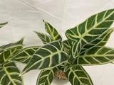 Et nærbillede af en Alocasia-plante i potte med store grønne blade med markante hvide årer på en almindelig hvid baggrund.