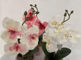 To kunstige orkidéer med grønne blade i potter; den ene har rosa blomster, den anden har hvide blomster med lysegul midte. Baggrunden er almindelig hvid.