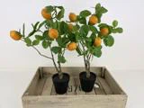 To små appelsintræer i potter med grønne blade og modne appelsiner, placeret i en trækasse mod en almindelig hvid baggrund.