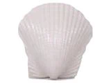 En hvid muslingeskal med vifteform og riflet struktur, vist mod en almindelig hvid baggrund.