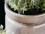Nærbillede af en grøn, bladrig plante i en blank, lysebrun keramikpotte med en lille sløret plante i forgrunden.