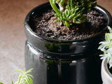 Nærbillede af en sukkulentplante i en blank, sort potte med synlig jord og en anden plante, der ses delvist på siden.